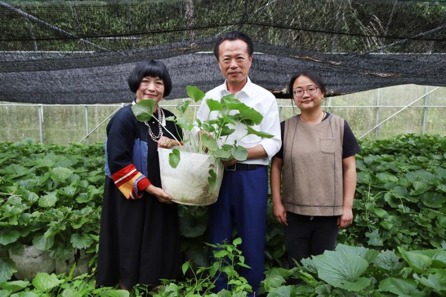 阿里山「哇沙米」復育有成 發展山葵永續經濟