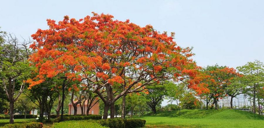 嘉義縣表演藝術中心　鳳凰花開了火紅艷麗成為亮點