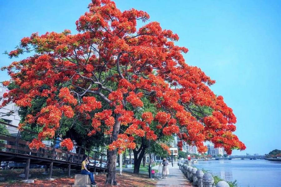 高雄鳳凰花盛開　520浪漫情人遊愛河