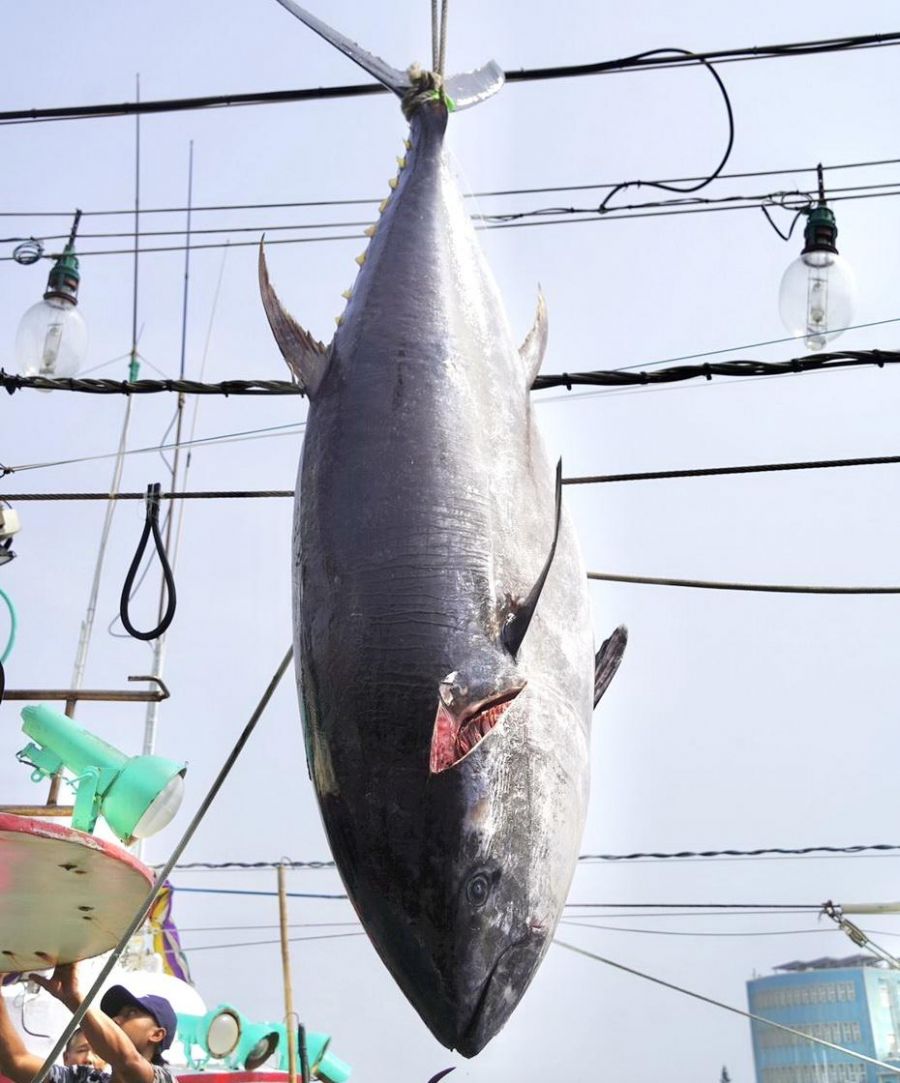 穩定黑鮪魚市場供需及價格　屏縣府促加速興建冷鏈中心