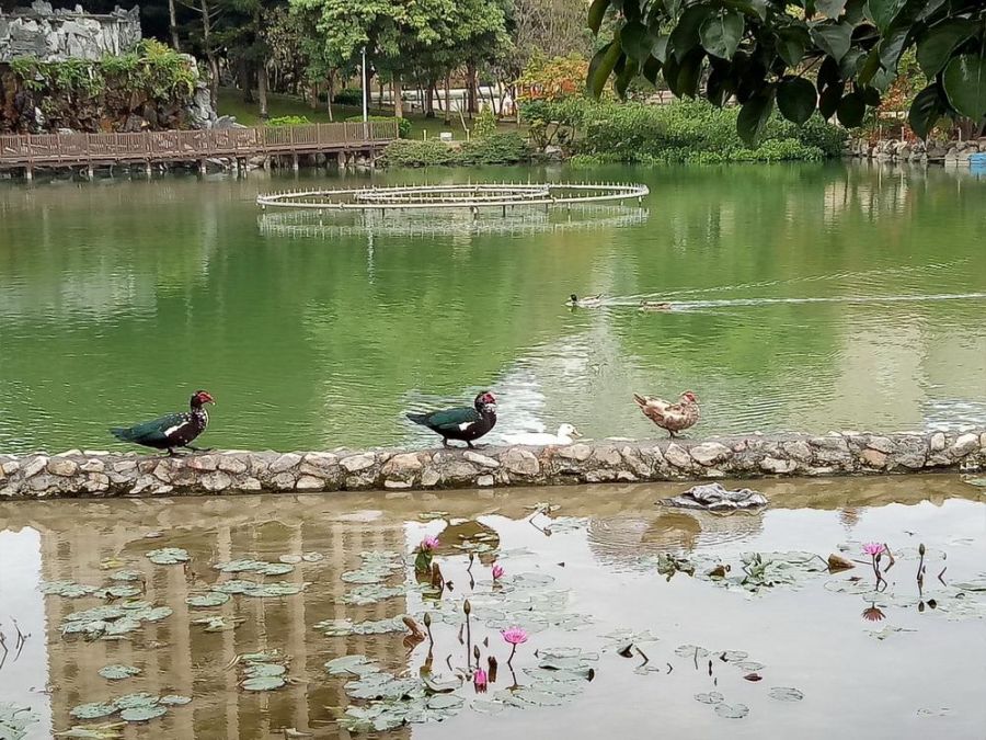 愛牠就不要棄養牠！中市攜手民間推動豐樂雕塑公園生態共好