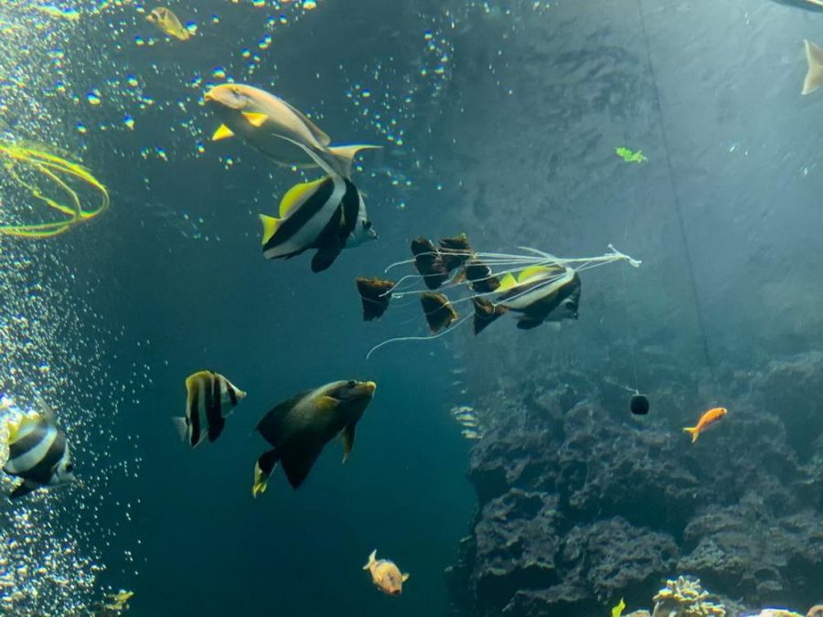 屏東海生館端節飄出粽葉香　飼育員特製粽子引起魚兒搶食