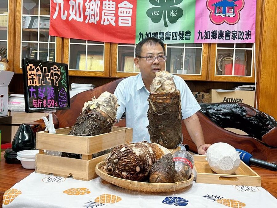 九如大芋頭超過8台斤完整無缺   栽種主人勤勞管理高品質