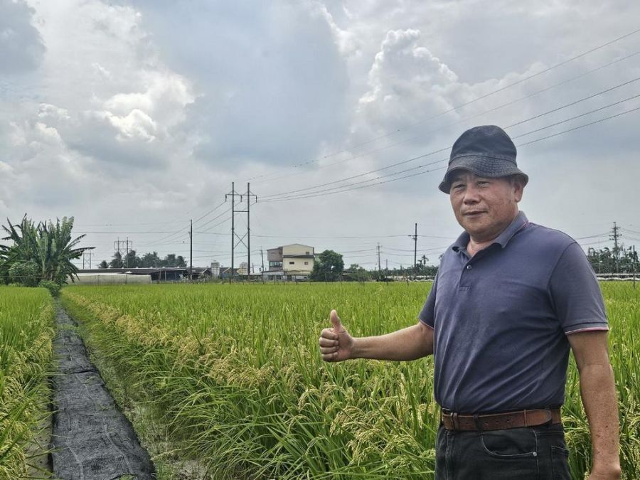 台糖退休轉移為稻農 方慶昌二期水稻台南11號讓他豐收