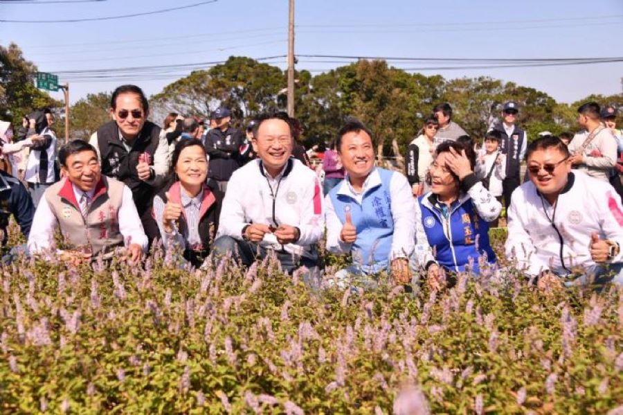 桃園楊梅紫色仙草花海　化身台版普羅旺斯