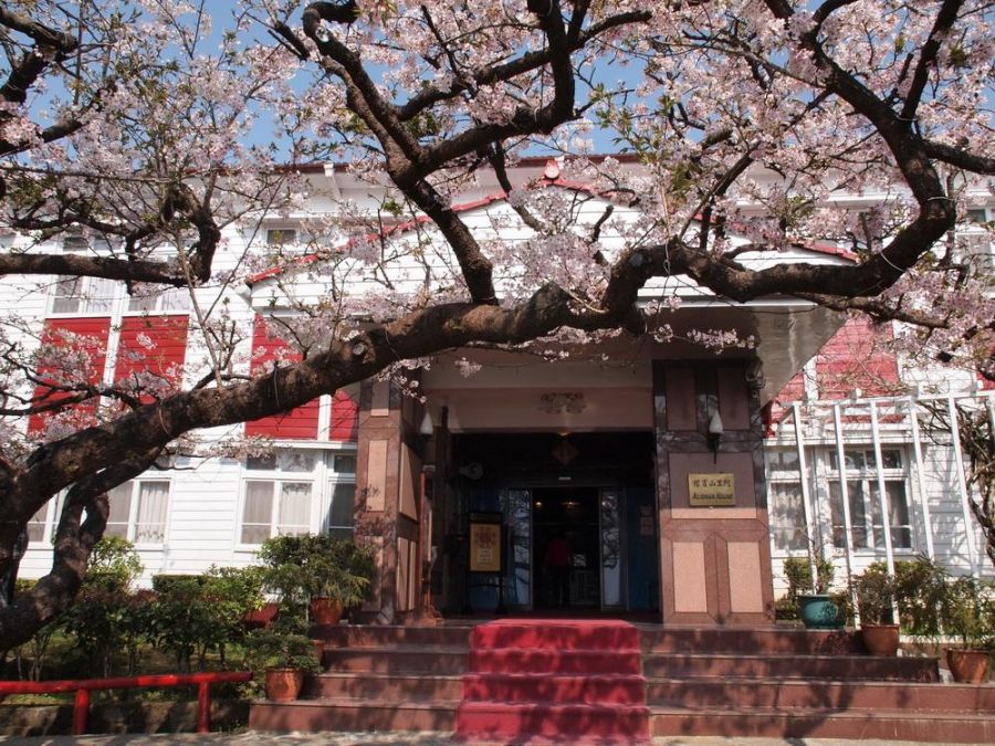 阿里山櫻花聞名國際  阿里山賓館推山豬部落藝術、森藏花海恬靜食光