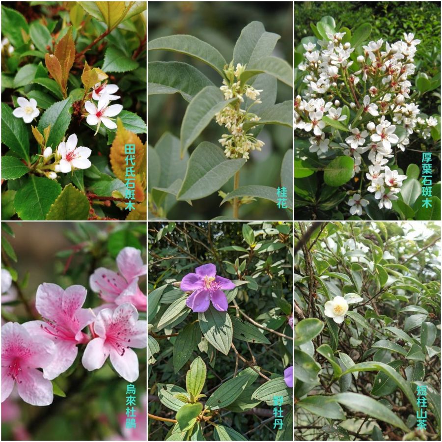 114年度苗栗縣植樹節活動  3/15後龍成功國小舉行