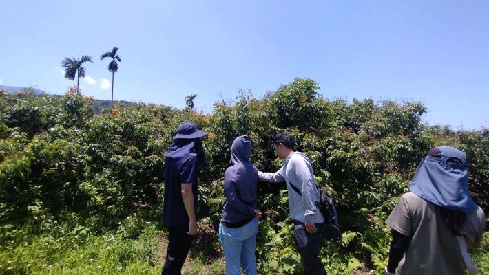 低溫重創荔枝結果　縣府力爭農業部救助穩定農民生計