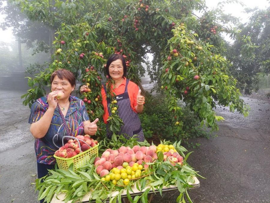 阿里山下番路公田觀光果園 水蜜桃、甜桃及紅肉李開放採果