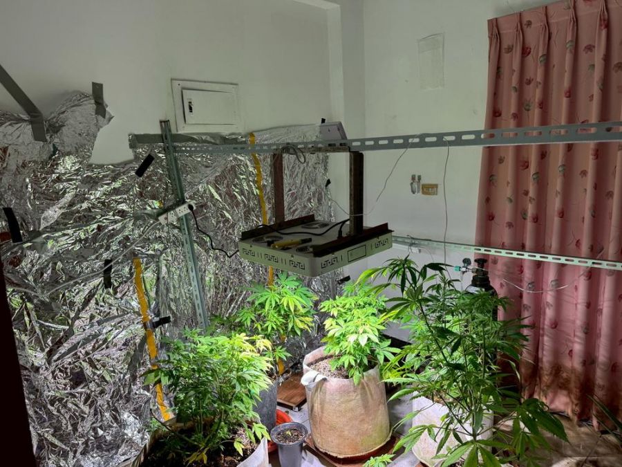 眼尖警一眼辨出大麻花  嘉義縣市大麻種植場遭警查獲
