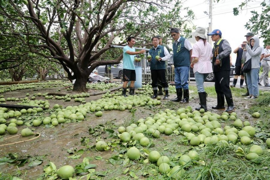 丹娜絲颱風重創文旦產區　黃偉哲指示全力支援清運復原