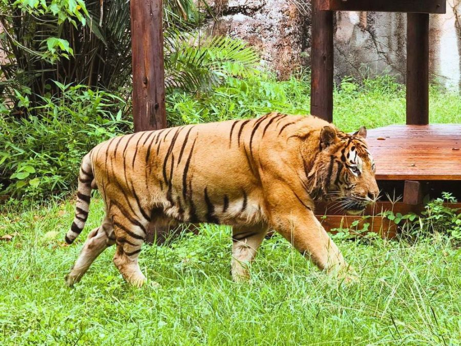 宣導人猴共存  壽山動物園徵金句 「光室咖啡」周年慶