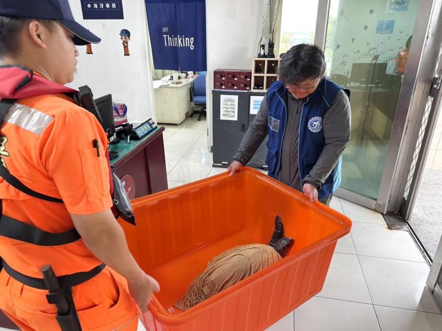 欖蠵龜急困廢網中　澎湖海巡火速救援