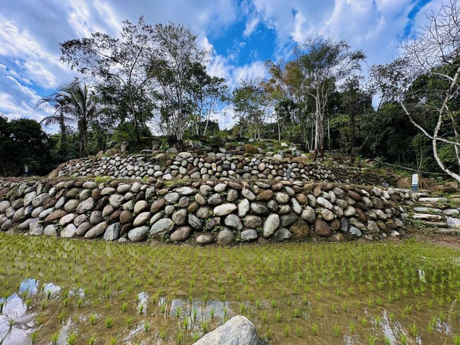 南投鹿谷百年「坪仔頂水梯田」永續理念獲建築園冶獎