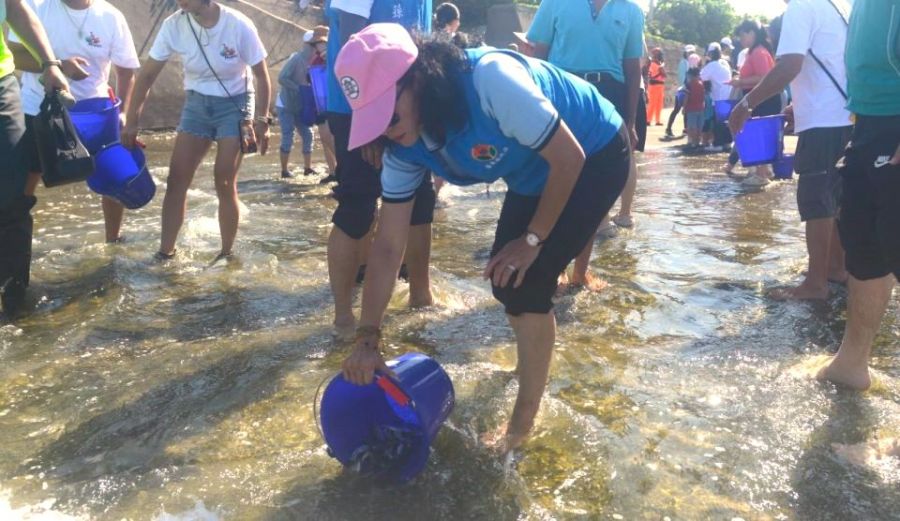 苗栗海洋觀光季　魚苗放流復育海洋資源