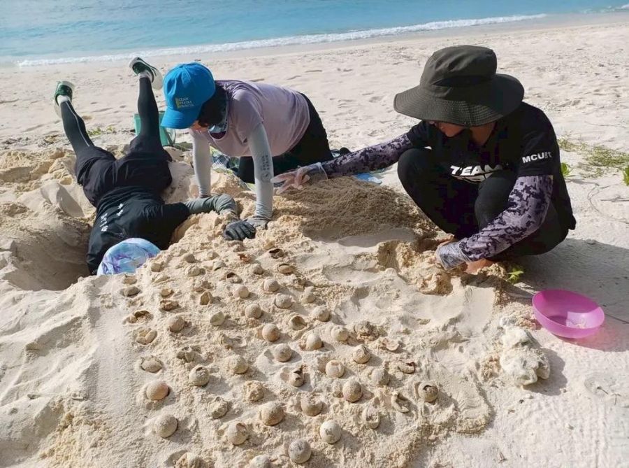 海龜產卵創新高！全台6處棲地傳來「龜」喜訊