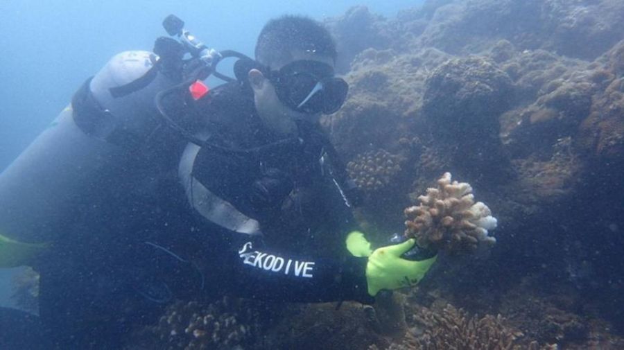 海洋生物復育措施實施辦法  建立制度化復育機制守護臺灣海洋生態