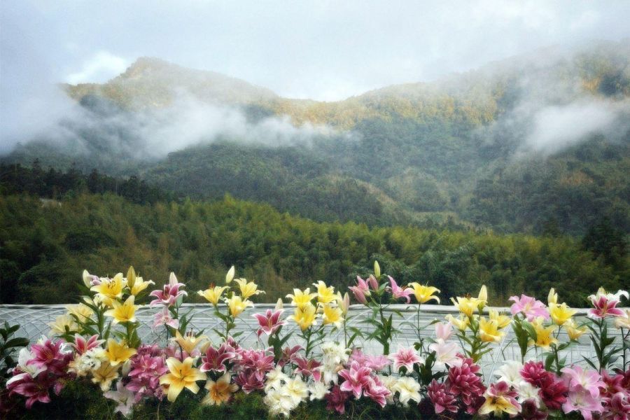 中秋、雙十、光復節連假  阿里山賓館推暢遊親子同遊景點
