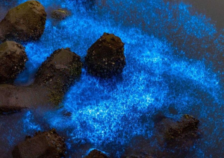 「藍眼淚」奇景夯!南市府呼籲:保護環境勿讓鹽田「流眼淚」