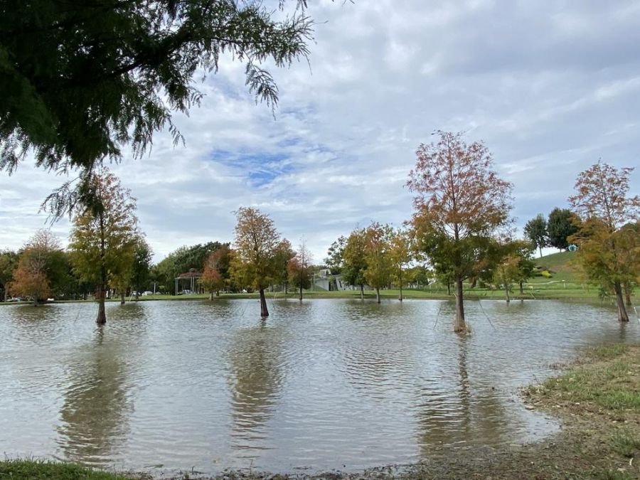 迎「立冬」遊山城！后里環保公園波斯菊花海、落羽松林盛景