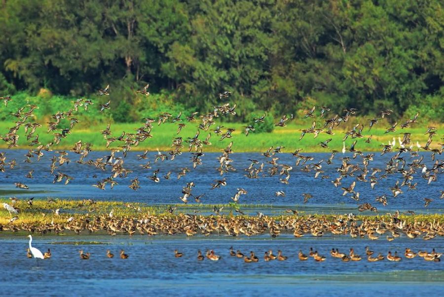 候鳥季來了，嘉縣文觀局推「鷺境嘉義」親子賞鳥、玩創意