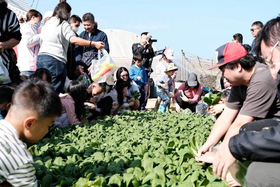 澎湖縣親子田間體驗採收趣　湖西鄉南寮村風車農場登場