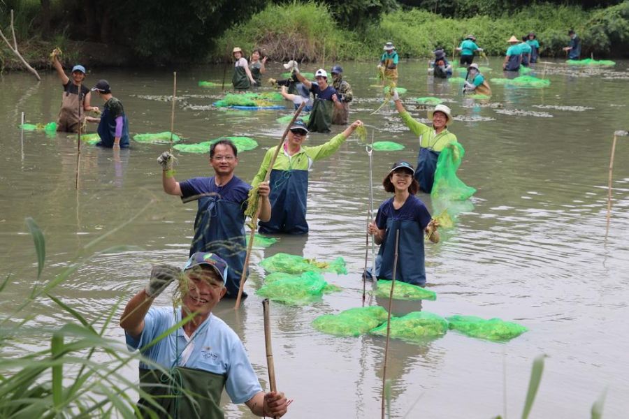公私協力創造浮葉棲地 水雉漫步美景重現嘉義縣九芎埤