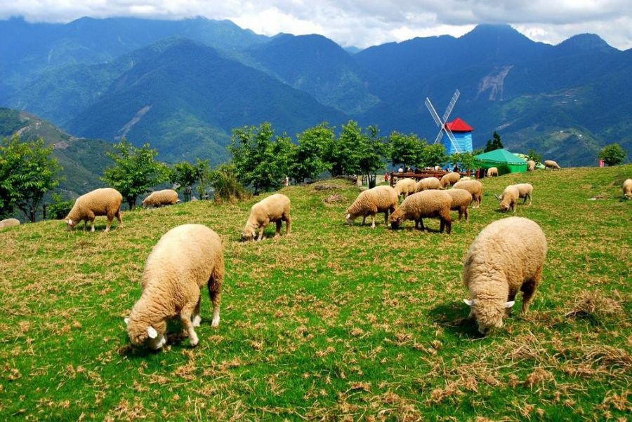 搭台灣好行「清境線」抵合歡山暗空公園　解鎖4D 星空饗宴