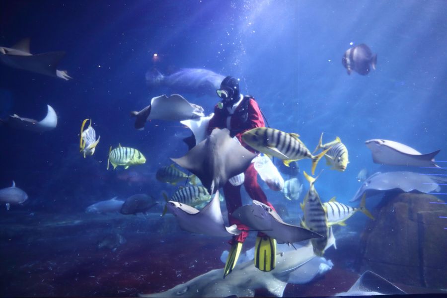 遠雄海洋公園迎接聖誕與新年　以動物救援用溫暖守護海洋