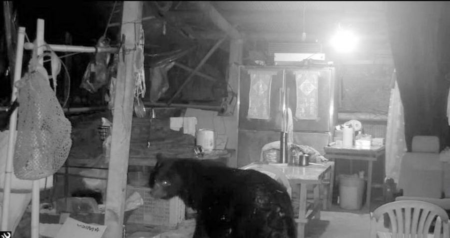 阿里山工寮黑熊四度光臨 嘉義分署攜手達邦部落合作驅熊