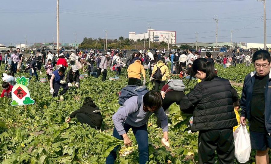 梧棲「57蘿蔔日」農趣拔蘿蔔迎新年、體驗在地農業文化