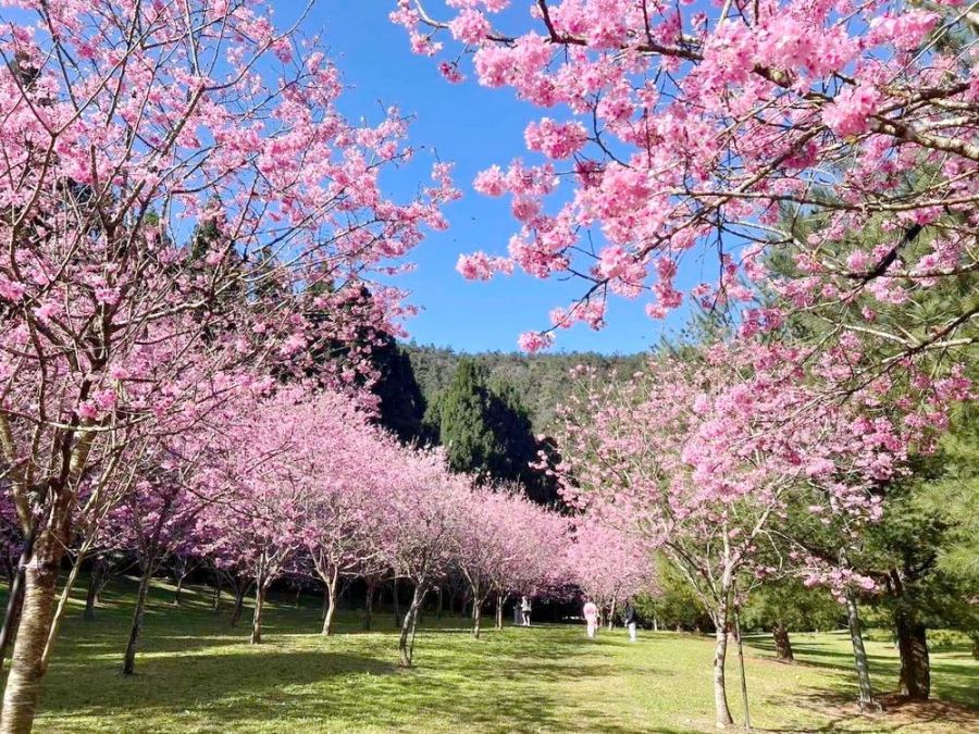 2026日月潭櫻花季盛大登場　粉色風暴將席捲水沙連