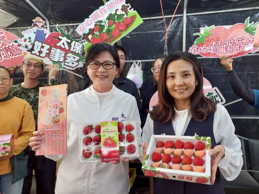 太保市公所攜手農會  推出草莓季正式開跑