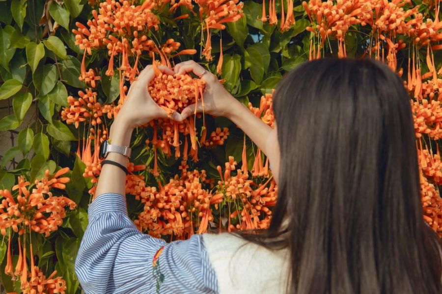 炮仗花瀑綻放迎新春  嘉義市揭開花季序幕   歡迎來嘉
