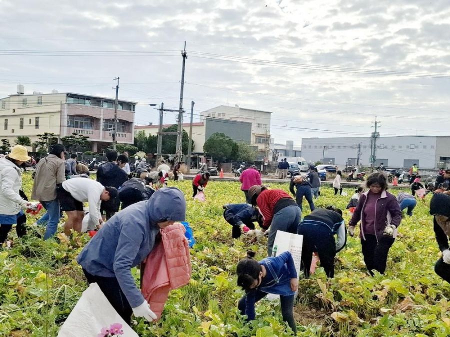 漫步花田拔蘿蔔 中市親子同遊體驗農村慢生活
