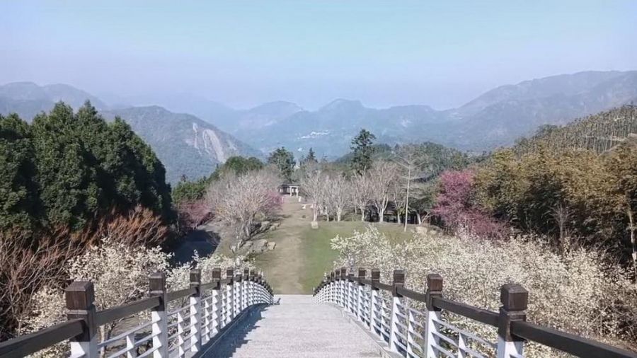 嘉義梅山「寒溪呢森林人文叡地」園區「福爾摩沙白櫻花」盛開