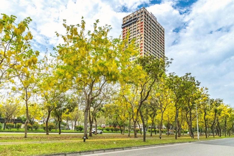 嘉義賞花最強攻略    嘉義福容voco酒店帶你看櫻花、阿勃勒