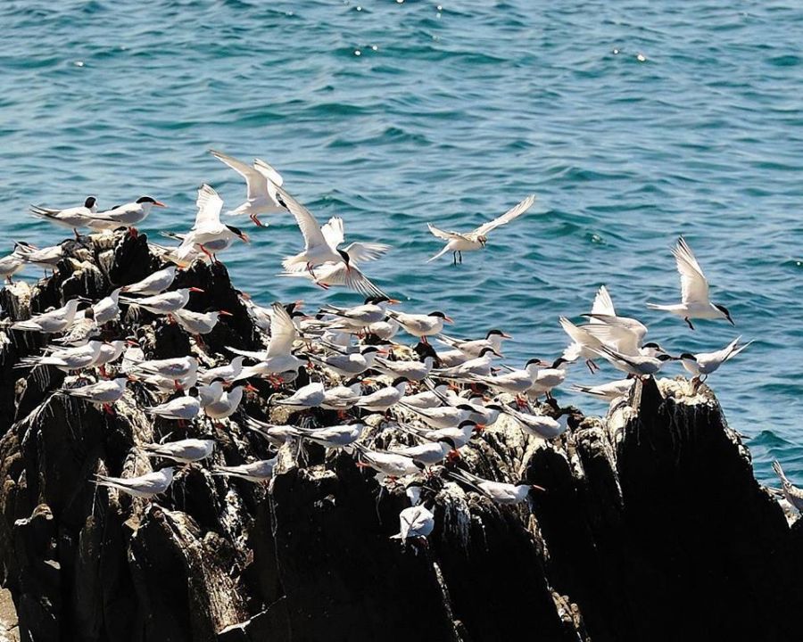 澎湖縣府將鳥嶼村碼頭堤防加以彩繪  以「黑嘴端鳳頭燕鷗」為主角