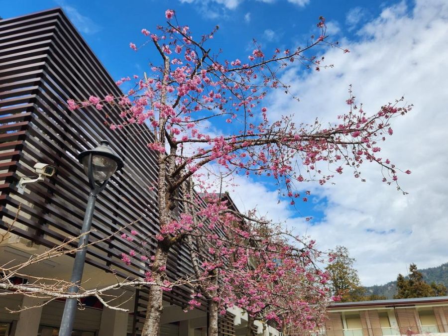 2026阿里山花季3/10浪漫開跑   與民眾共譜春日樂章