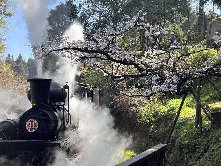春遊首選！搭百年蒸汽火車賞櫻　阿里山賓館「雲端之森」頂級客房開賣
