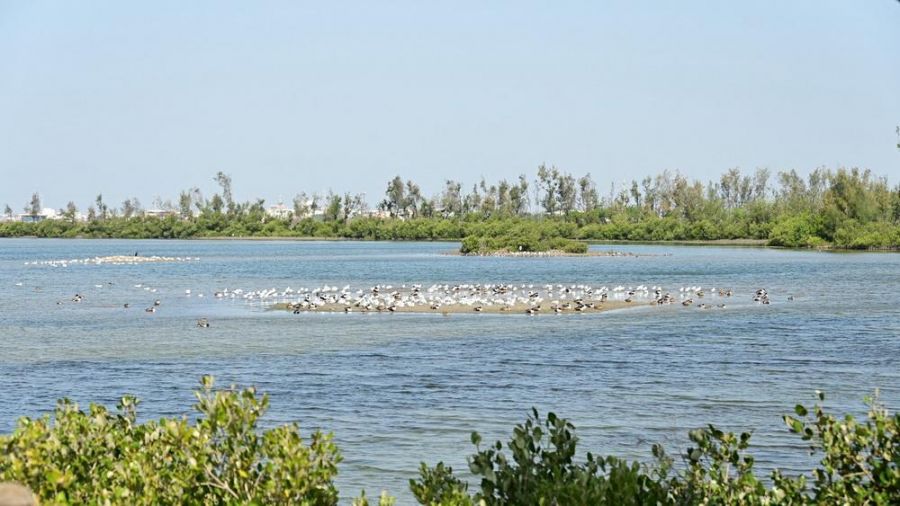 東亞飛翔的友誼！雲嘉南風管處攜手日本出水市亮相台灣燈會