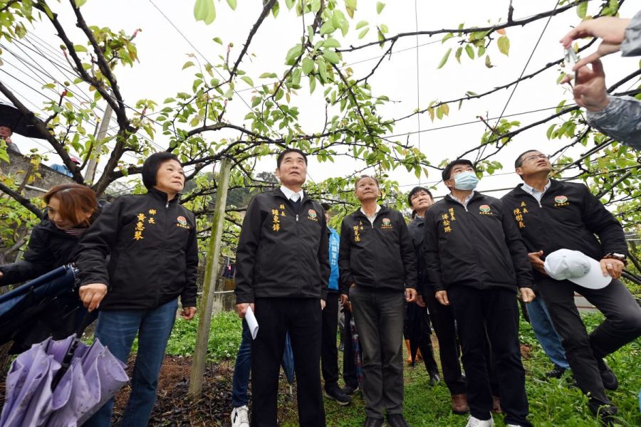 苗栗高接梨穗受低溫乾旱災損　鍾東錦會勘協助梨農爭取天然災害救助