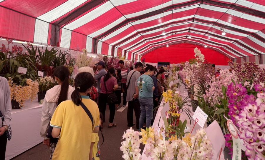 2026春季蘭花評鑑今頒獎 中市農業局邀民共賞國產花卉魅力