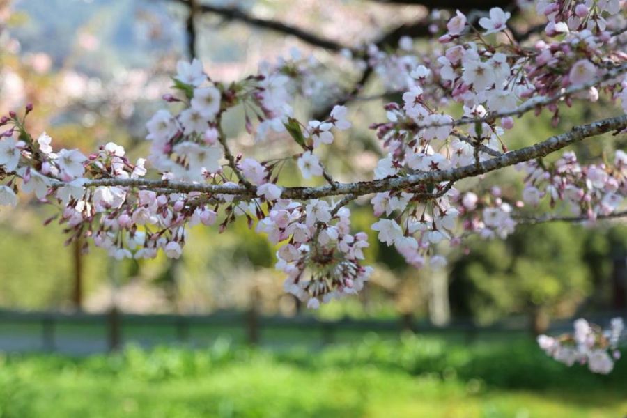 阿里山花季百花齊放 世界級鐵道、森林花香秘境精華路線一次看