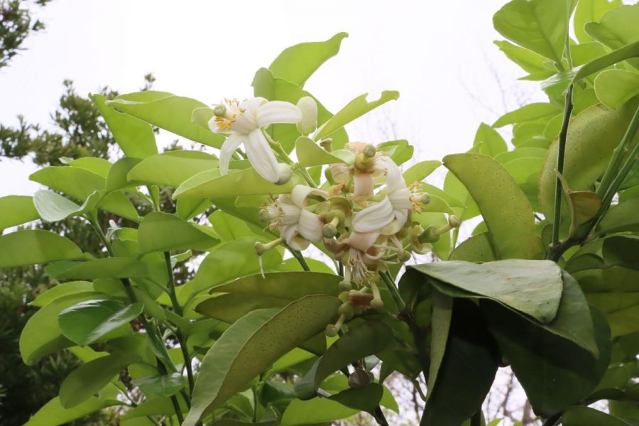 柚尋西湖 香漫客庄！苗栗西湖柚花藝術節將登場