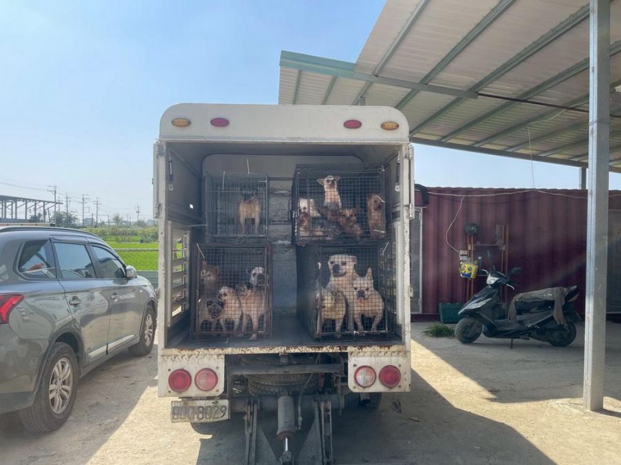 嘉縣近期查獲兩起犬隻疑遭割聲帶案   已移送偵辦