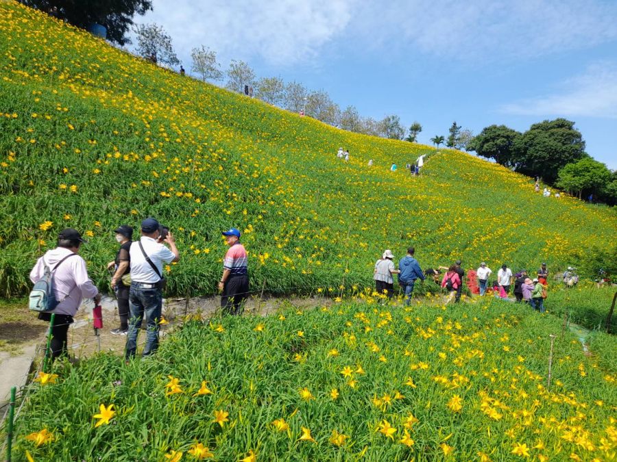 彰化虎山巖金針花盛開　參山處邀五一連假與母親節來賞花