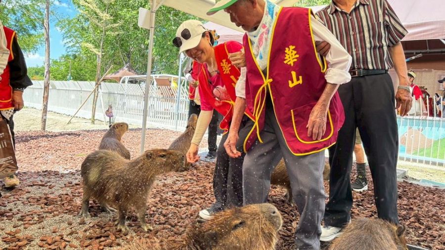 百歲人瑞邂逅水豚君   華山端午公益超療癒
