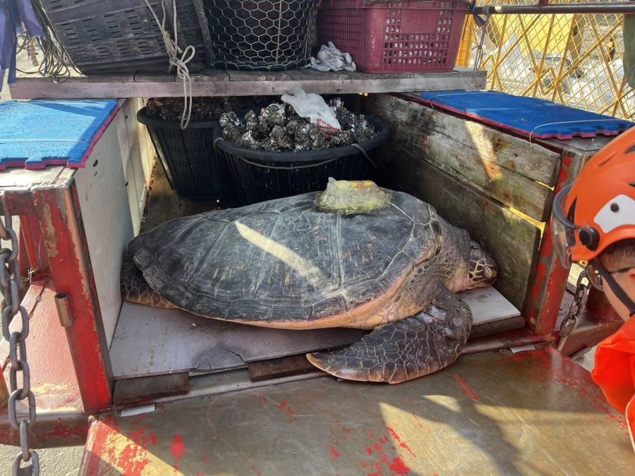 碩大海龜擱淺在芳苑福寶海邊  交由海保署中彰海洋保育站協處